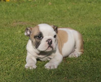 Bulldog