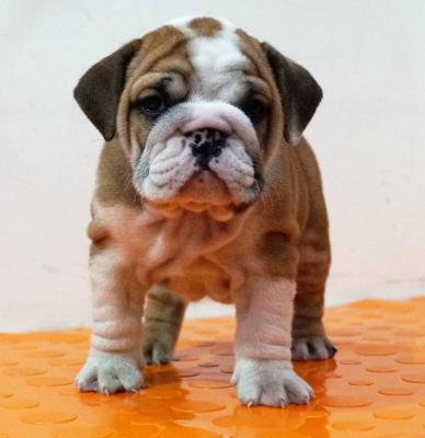 Bulldog