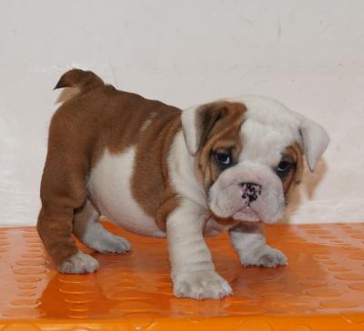 Bulldog