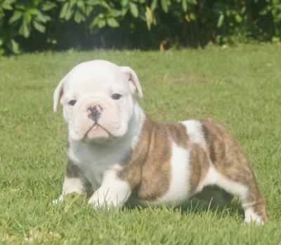 Bulldog