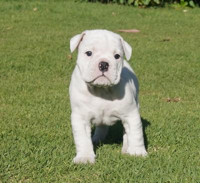 Bulldog