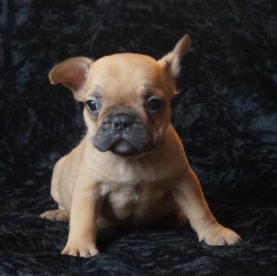 Bulldog