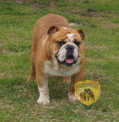 Bulldog
