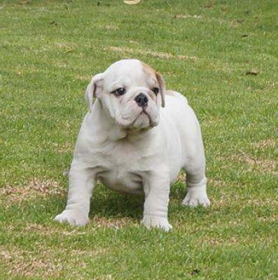 Bulldog