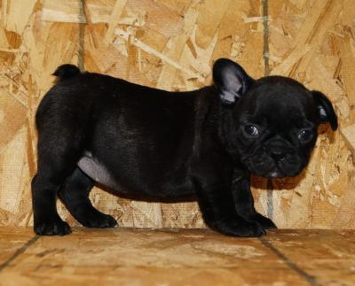 Bulldog