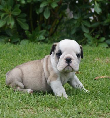 Bulldog