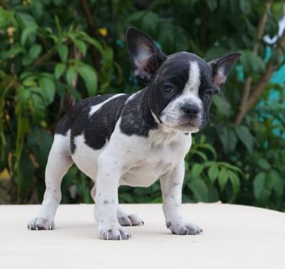 Bulldog