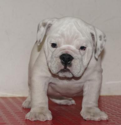 Bulldog