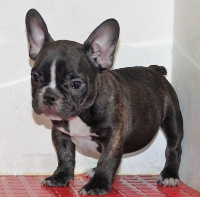 Bulldog