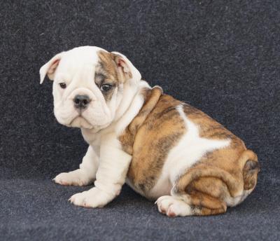 Bulldog