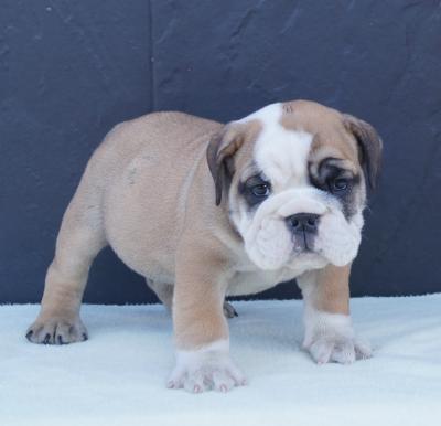 Bulldog