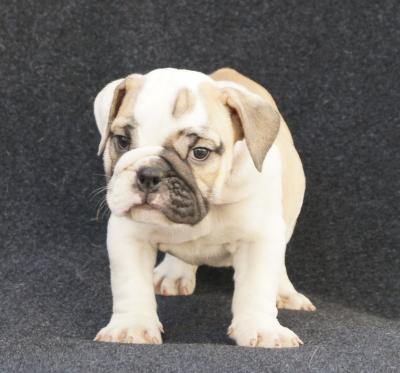 Bulldog