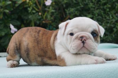 Bulldog