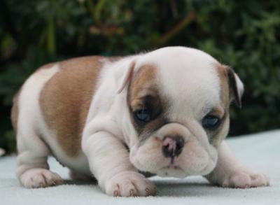 Bulldog