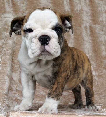 Bulldog