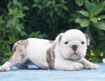 Bulldog
