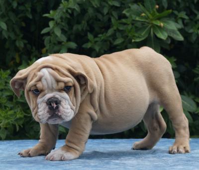 Bulldog