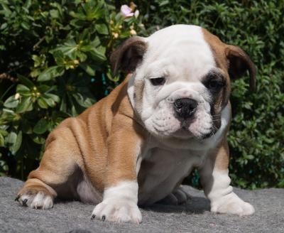 Bulldog