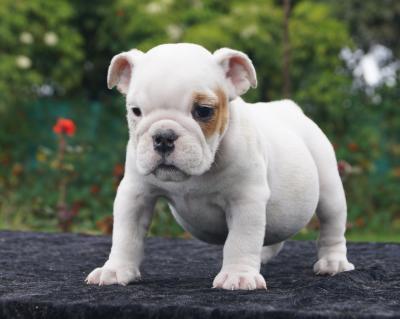 Bulldog