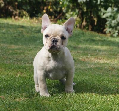 Bulldog