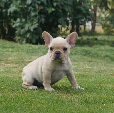 Bulldog