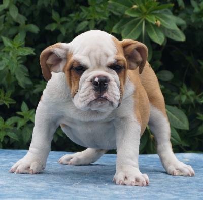 Bulldog