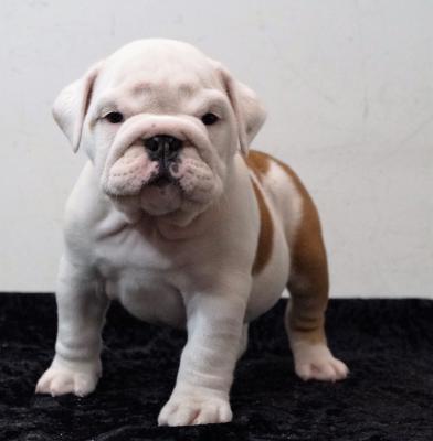 Bulldog