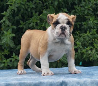 Bulldog