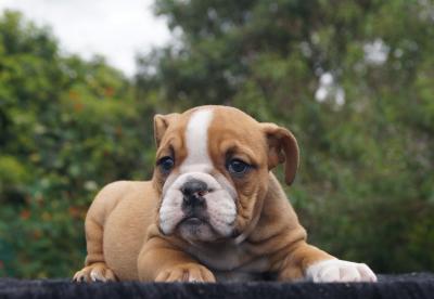 Bulldog