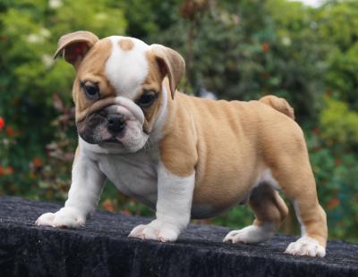 Bulldog