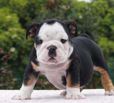 Bulldog