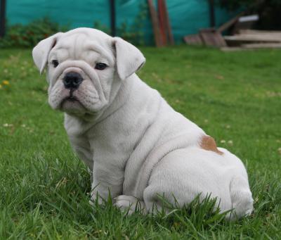 Bulldog