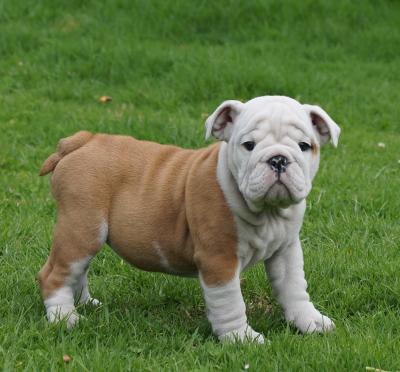 Bulldog