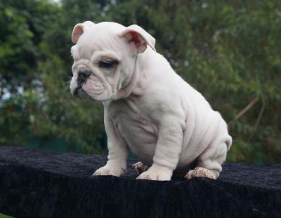 Bulldog