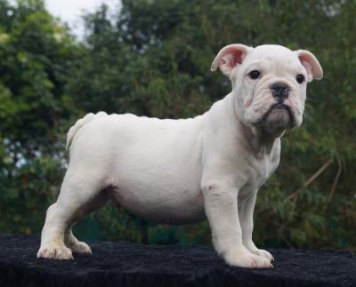 Bulldog