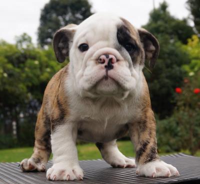 Bulldog