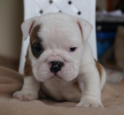 Bulldog