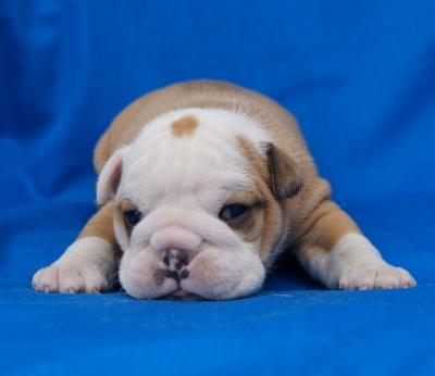 Bulldog