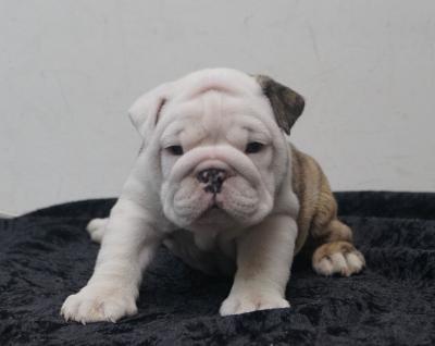 Bulldog