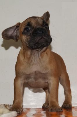 Bulldog