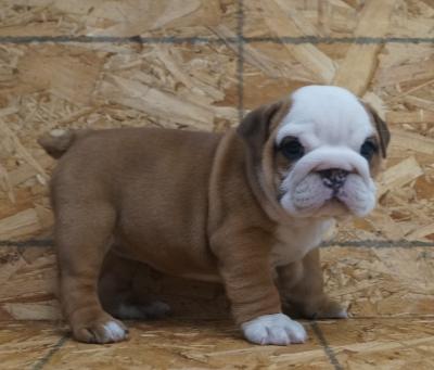 Bulldog