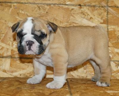 Bulldog