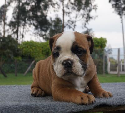 Bulldog