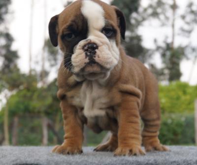 Bulldog