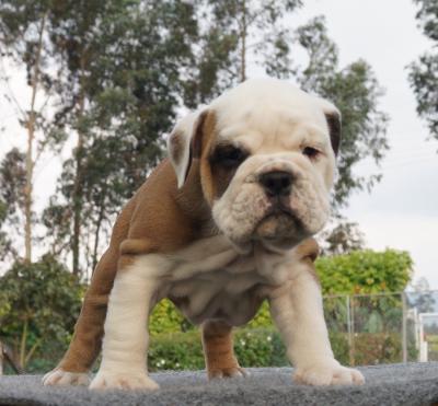 Bulldog