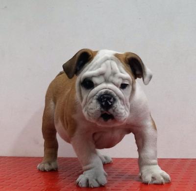 Bulldog