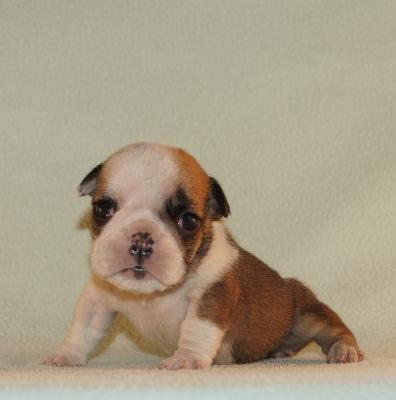 Bulldog
