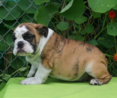 Bulldog