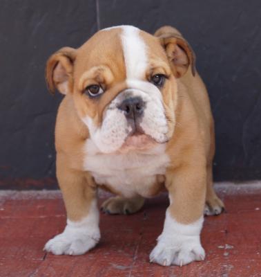 Bulldog