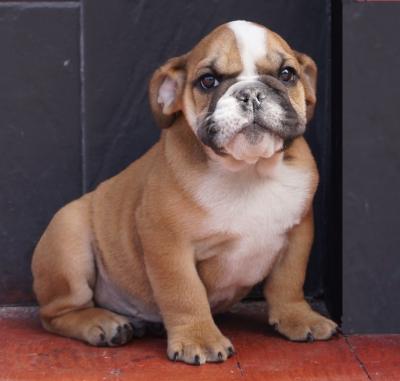 Bulldog